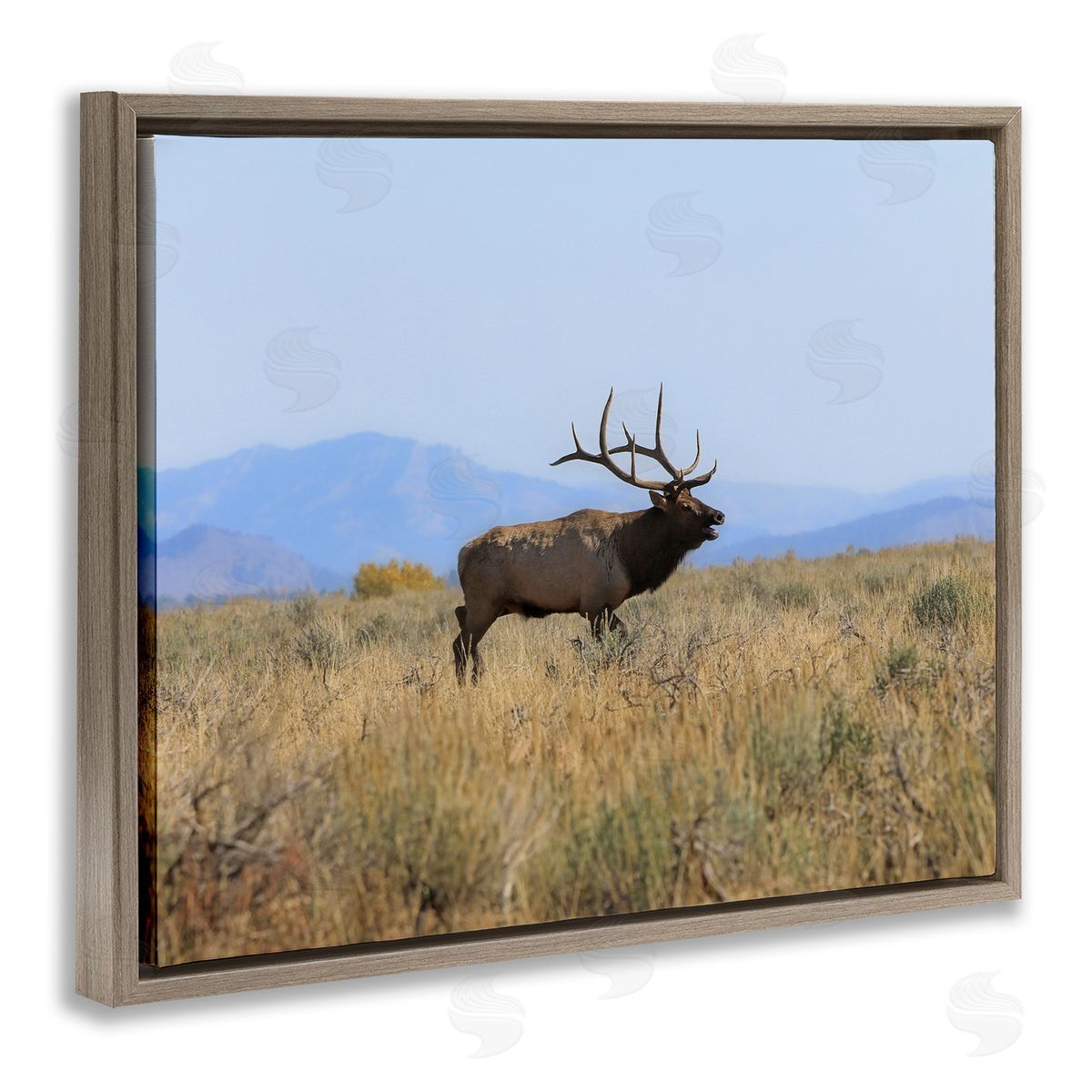 Daniel Sproul Elk Grazing Pasture Grassland Blue Distant Mountains  Brown Floating Frame Canvas Wall Art Print