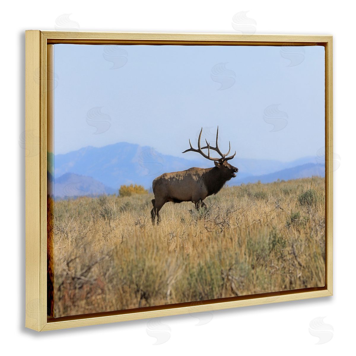 Daniel Sproul Elk Grazing Pasture Grassland Blue Distant Mountains  Gold Floating Frame Canvas Wall Art Print