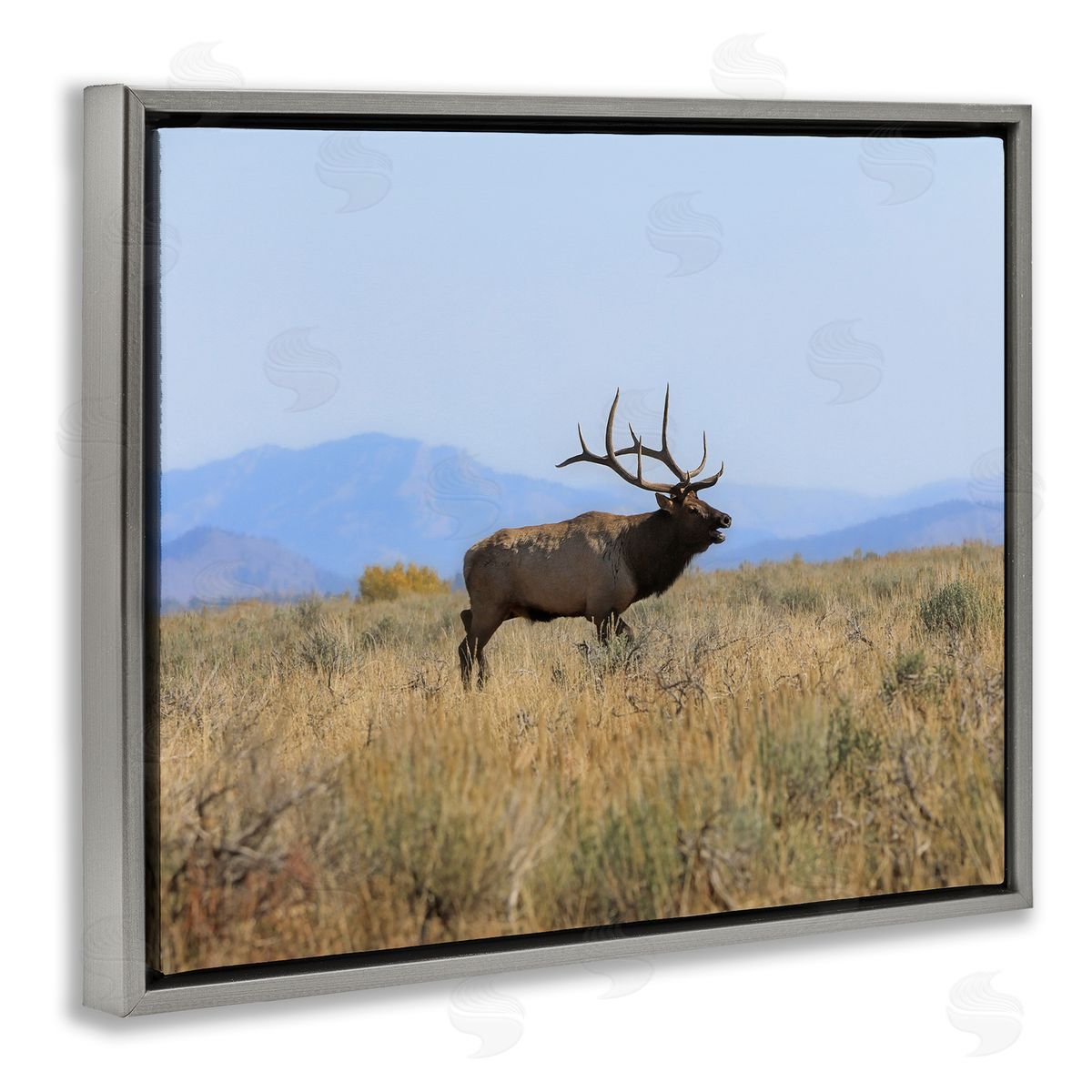 Daniel Sproul Elk Grazing Pasture Grassland Blue Distant Mountains  Gray Floating Frame Canvas Wall Art Print