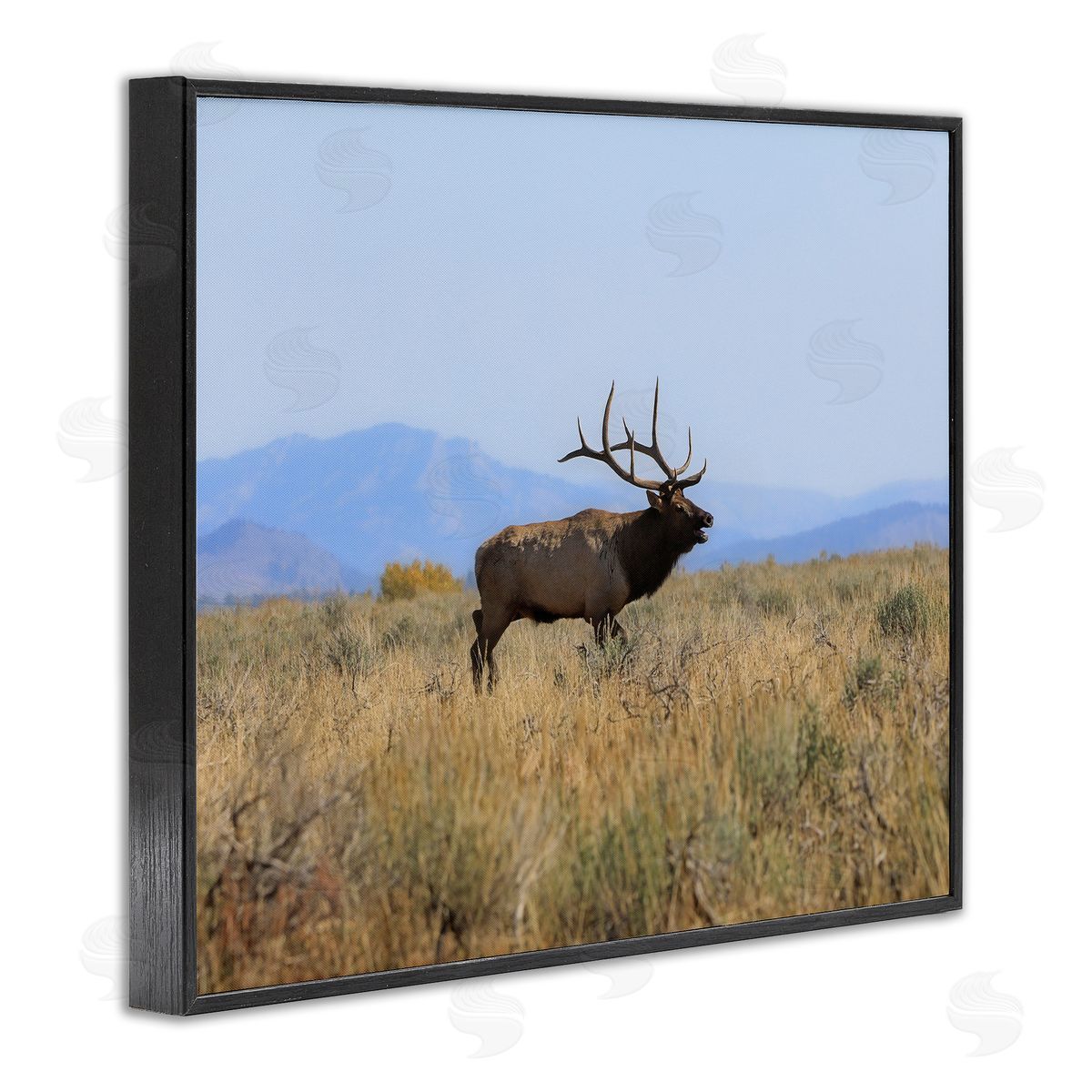 Daniel Sproul Elk Grazing Pasture Grassland Blue Distant Mountains  Black Framed Giclee Wall Art Print