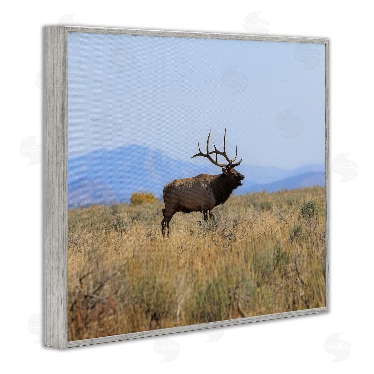 Daniel Sproul Elk Grazing Pasture Grassland Blue Distant Mountains  Gray Framed Giclee Wall Art Print
