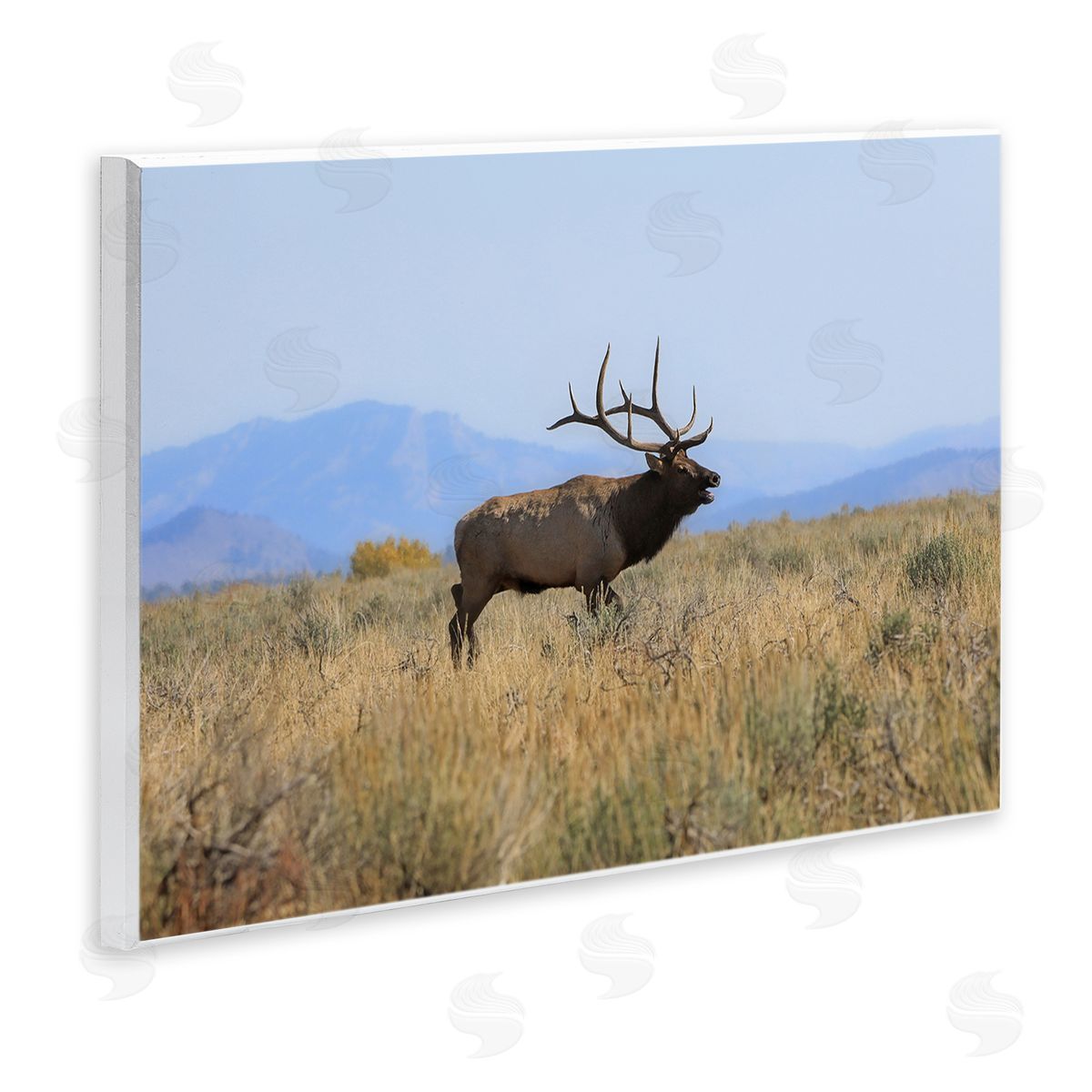 Daniel Sproul Elk Grazing Pasture Grassland Blue Distant Mountains  Wall Plaque Art Print