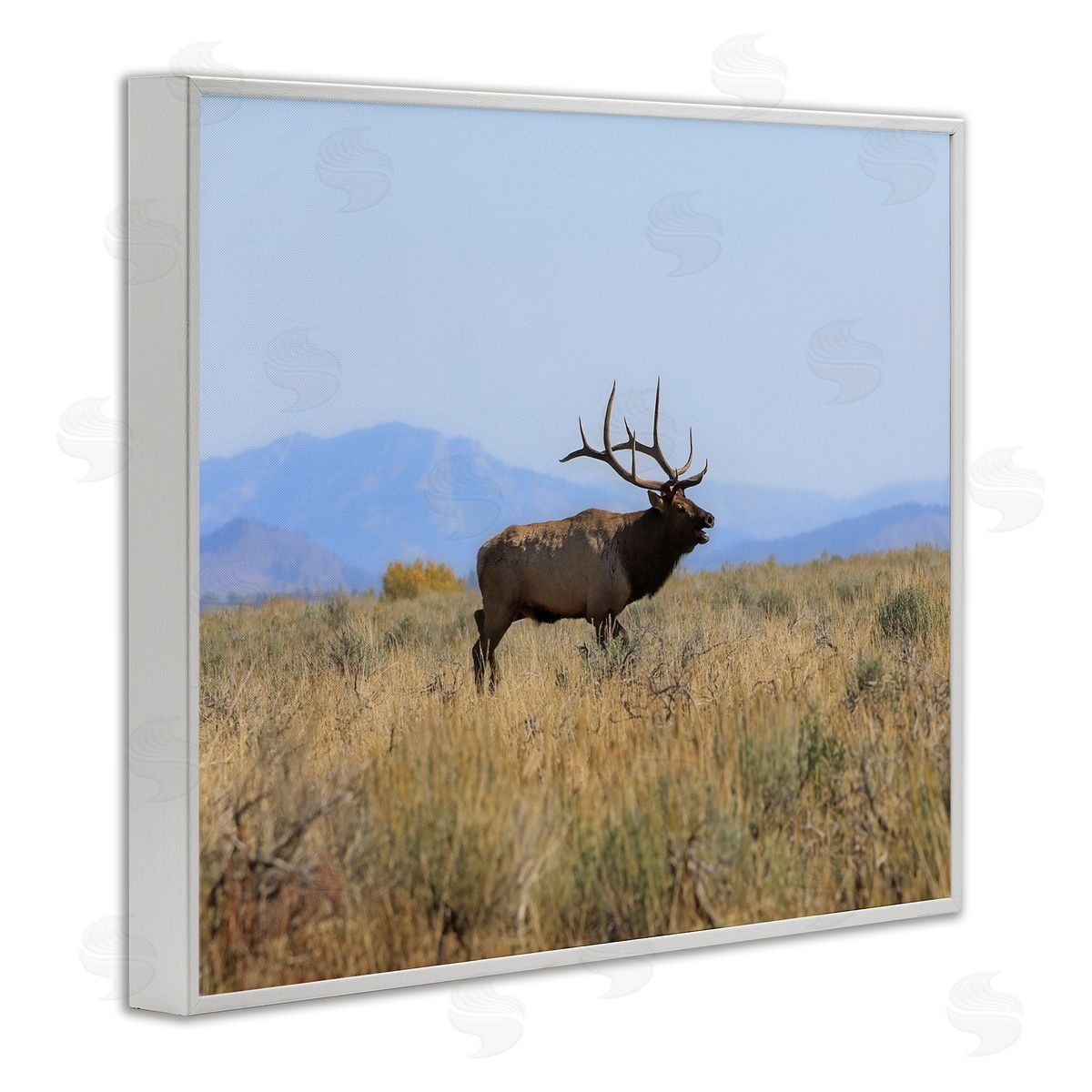 Daniel Sproul Elk Grazing Pasture Grassland Blue Distant Mountains  White Framed Giclee Wall Art Print