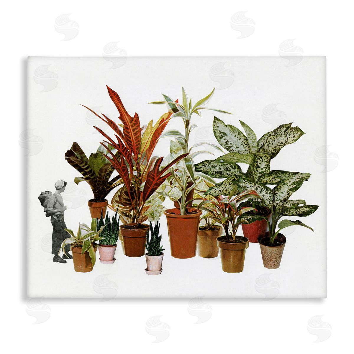 Cassia Beck Varied Terracotta Potted House Plants Floral Person  Stretched Canvas Wall Art Print