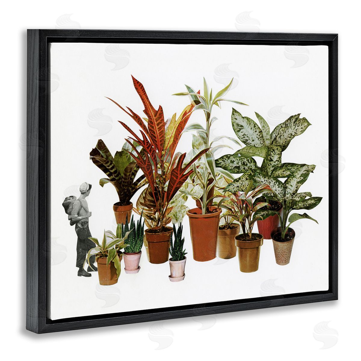 Cassia Beck Varied Terracotta Potted House Plants Floral Person  Black Floating Frame Canvas Wall Art Print