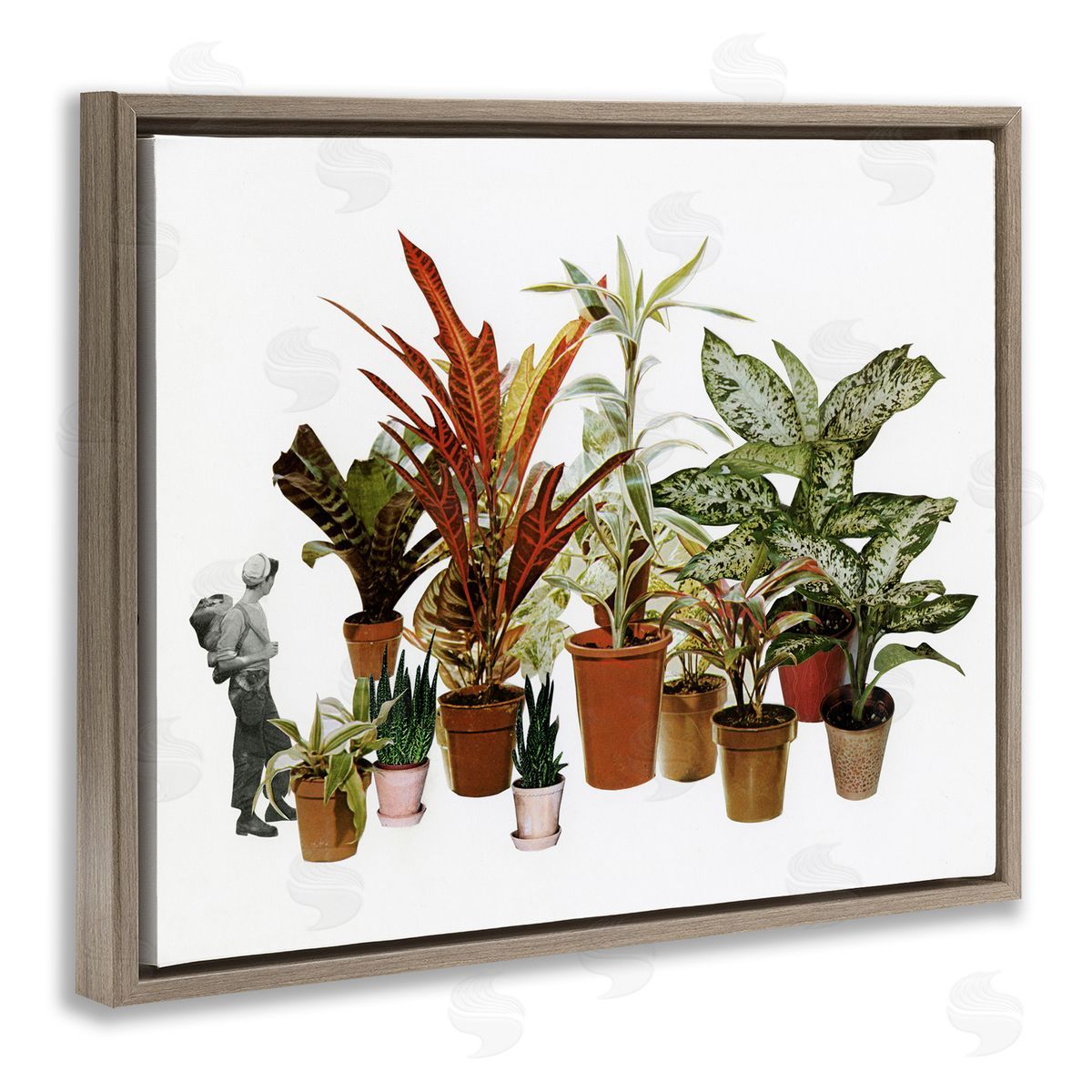 Cassia Beck Varied Terracotta Potted House Plants Floral Person  Brown Floating Frame Canvas Wall Art Print