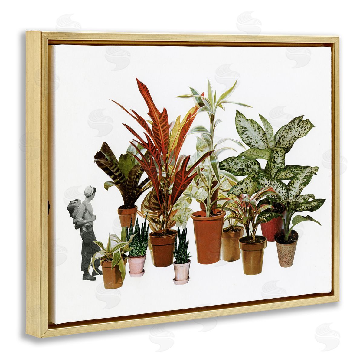 Cassia Beck Varied Terracotta Potted House Plants Floral Person  Gold Floating Frame Canvas Wall Art Print