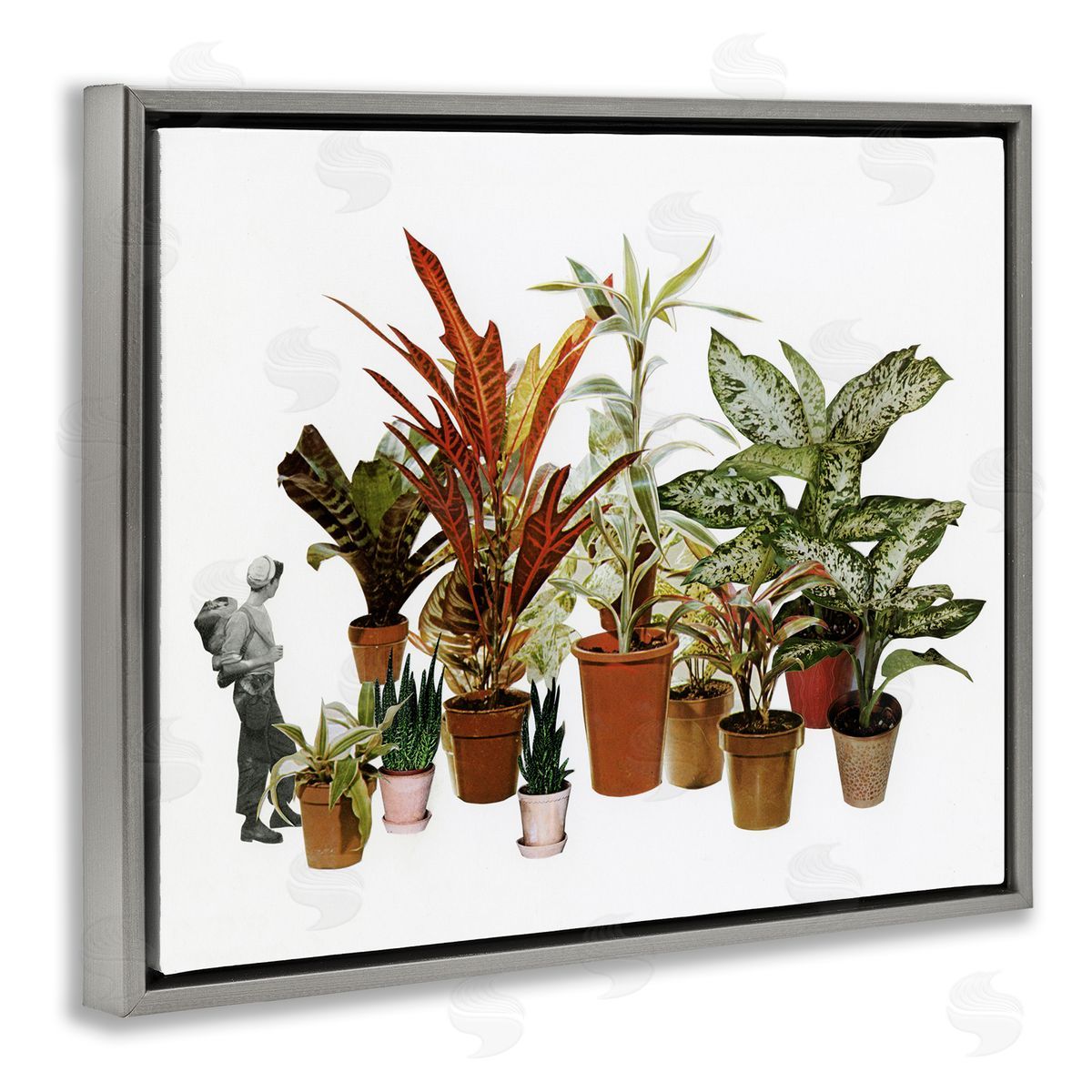 Cassia Beck Varied Terracotta Potted House Plants Floral Person  Gray Floating Frame Canvas Wall Art Print