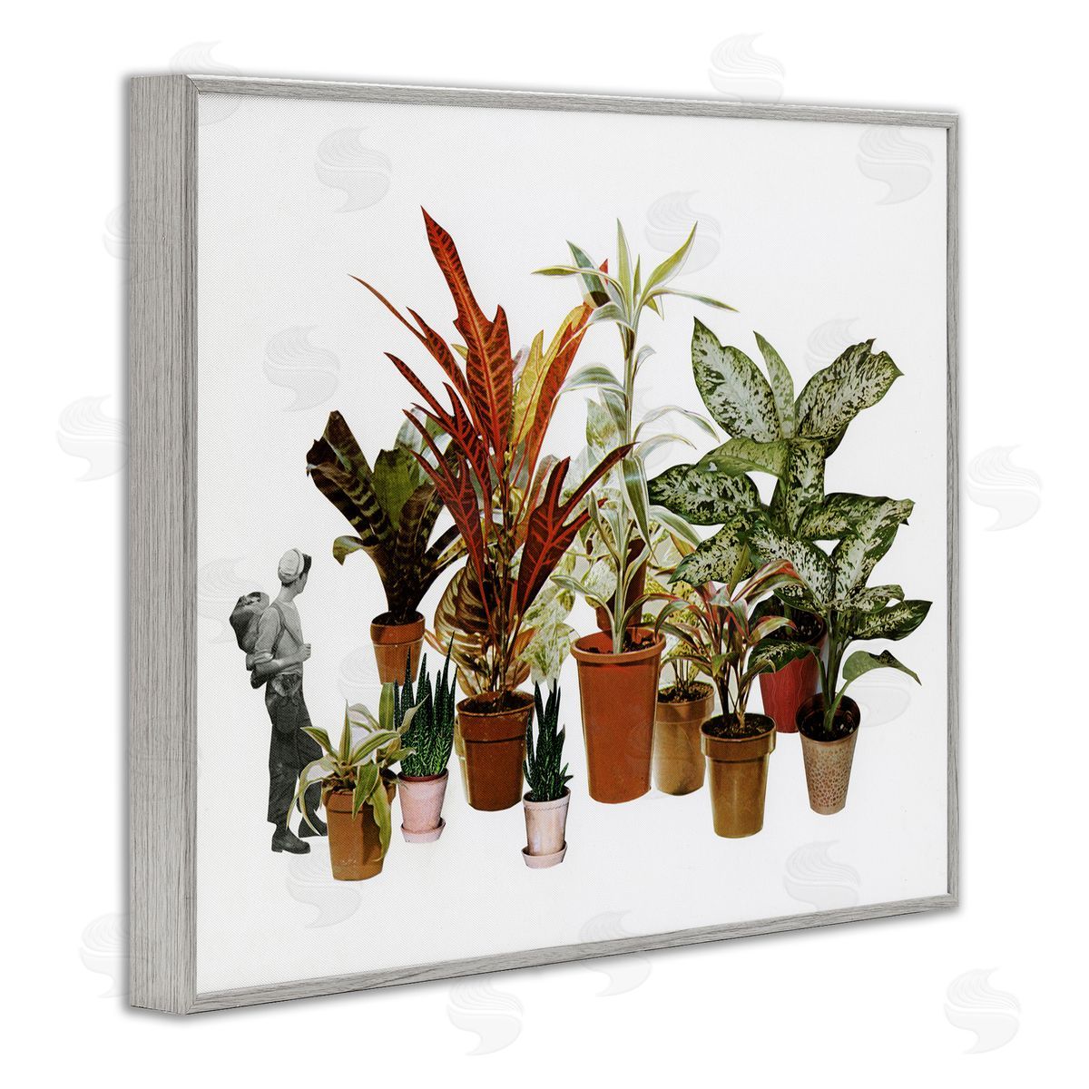 Cassia Beck Varied Terracotta Potted House Plants Floral Person  Gray Framed Giclee Wall Art Print