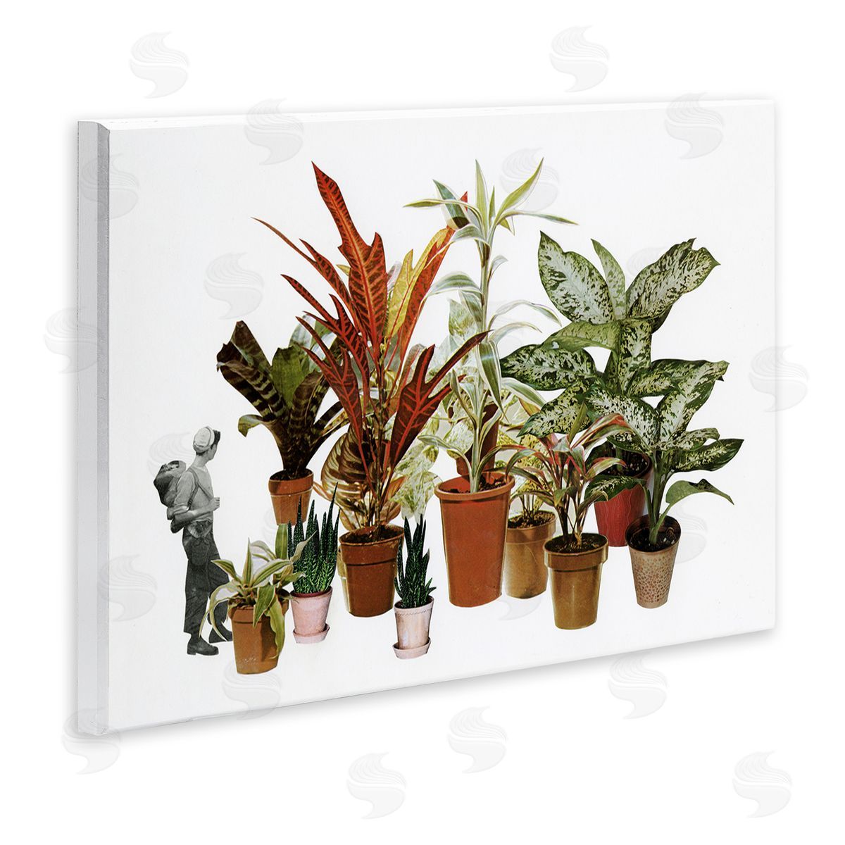 Cassia Beck Varied Terracotta Potted House Plants Floral Person  Wall Plaque Art Print