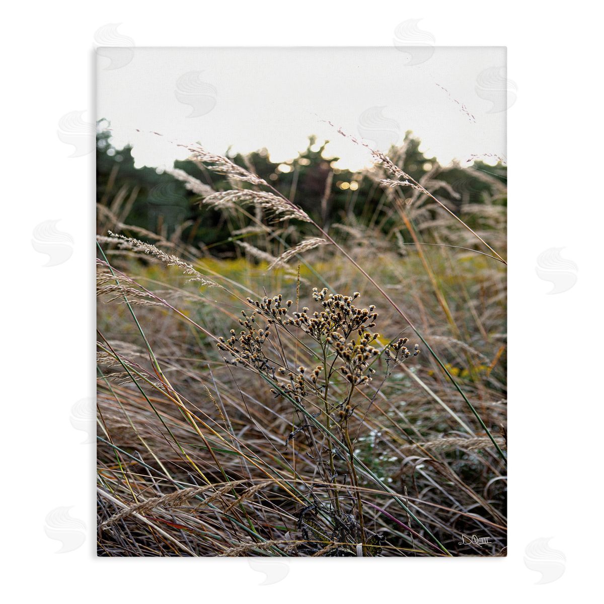 Donnie Quillen Countryside Meadow Blooming Reeds Tall Grass Buds  Stretched Canvas Wall Art Print