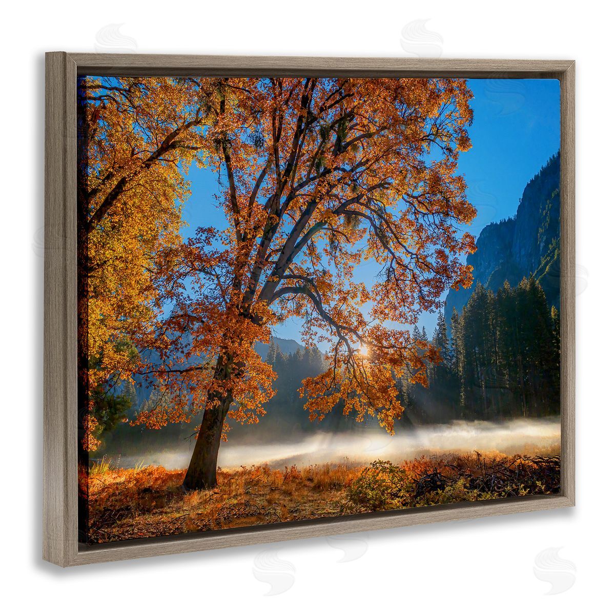John Gavrilis Autumn Trees Foliage Beautiful Sun Rays Peeking Horizon  Brown Floating Frame Canvas Wall Art Print