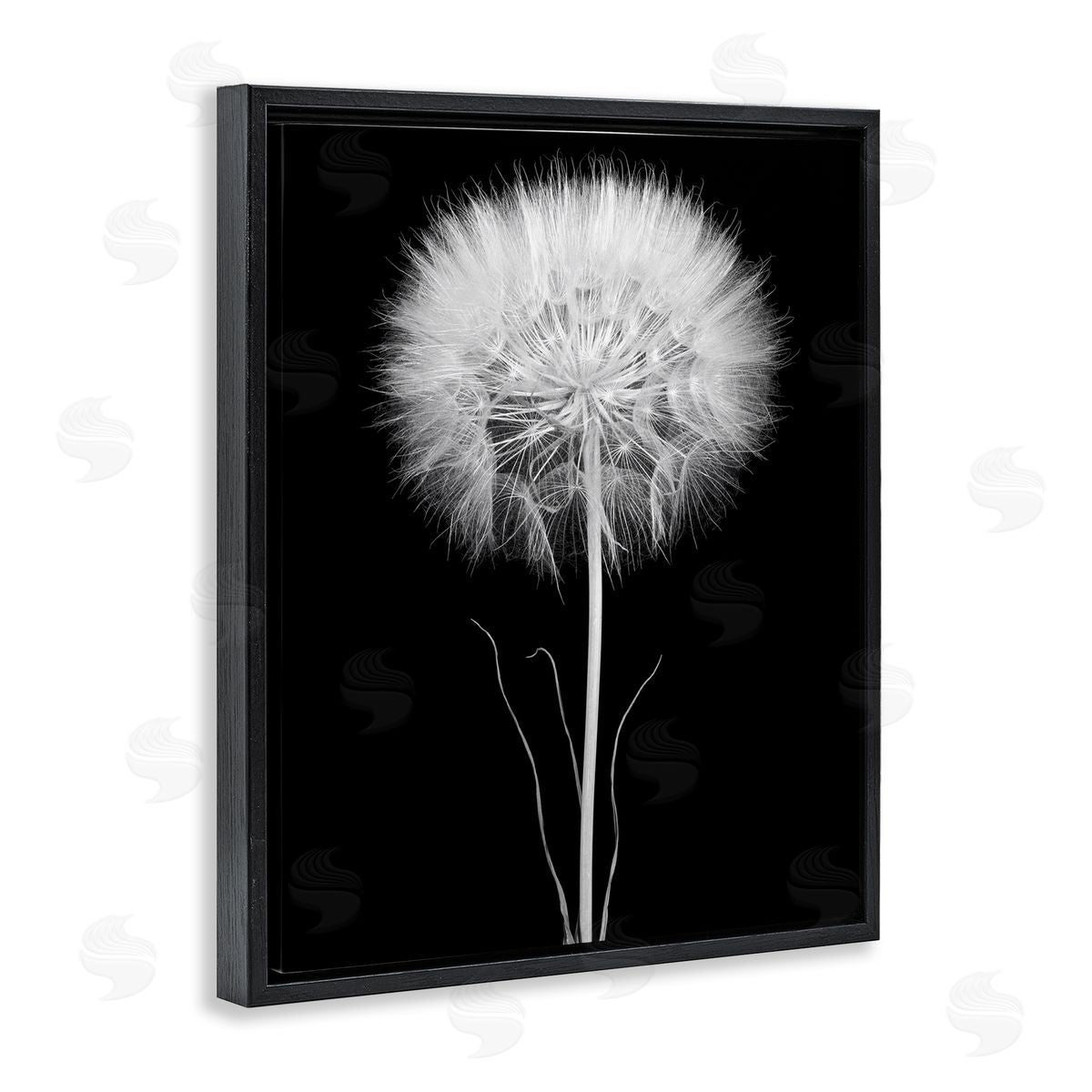 Jadei Graphics Modern Fluffy Dandelion Stem Black & White Photography  Black Floating Frame Canvas Wall Art Print