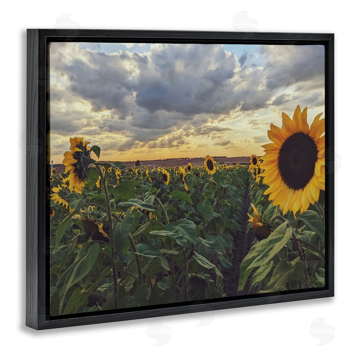 Kali Wilson Sunny Sunflower Patch Field Panoramic Cloudy Sky  Black Floating Frame Canvas Wall Art Print