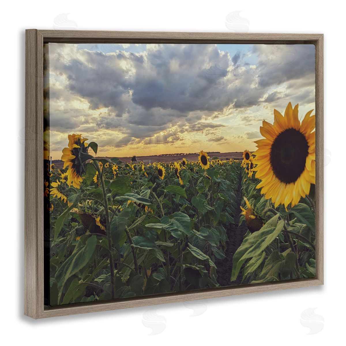 Kali Wilson Sunny Sunflower Patch Field Panoramic Cloudy Sky  Brown Floating Frame Canvas Wall Art Print