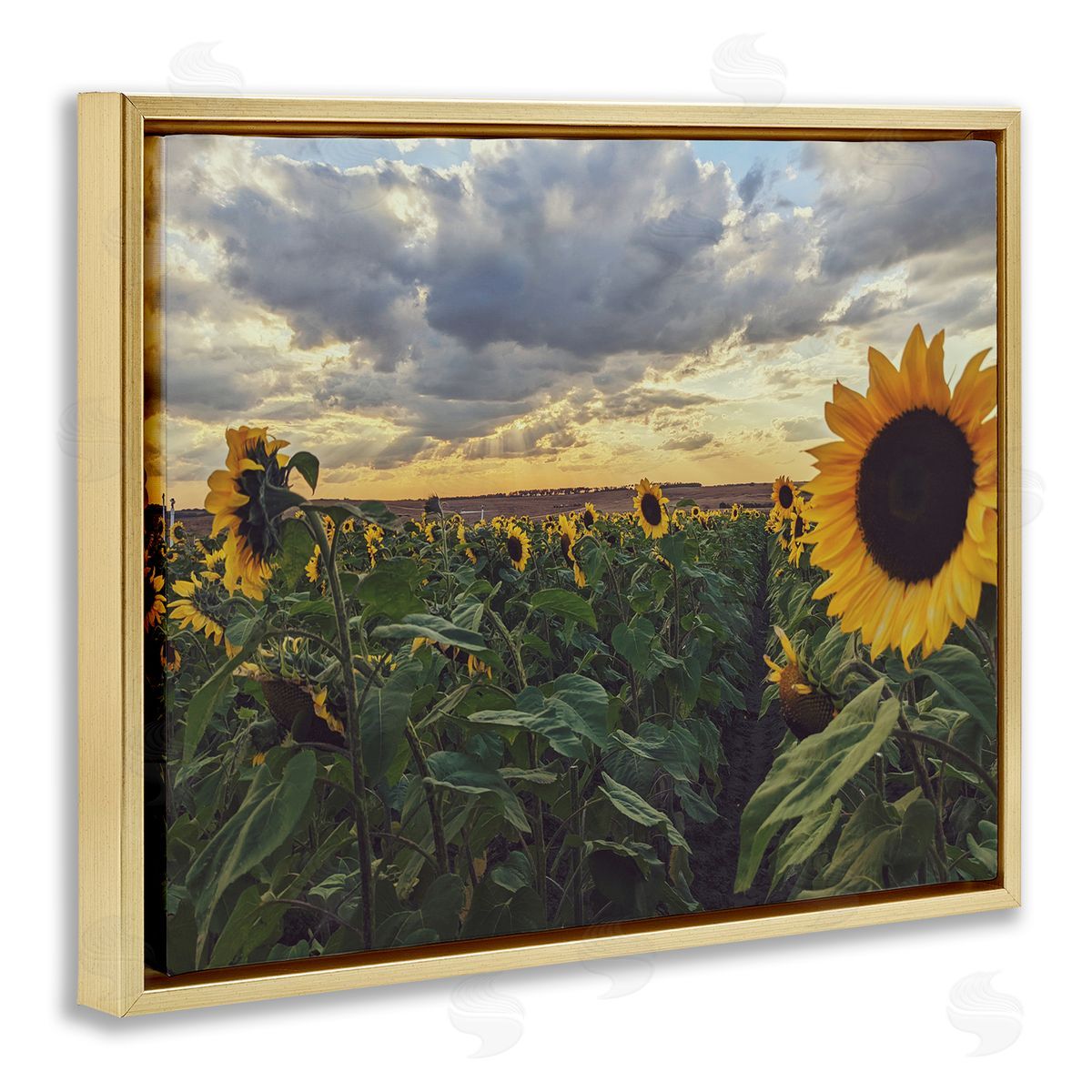 Kali Wilson Sunny Sunflower Patch Field Panoramic Cloudy Sky  Gold Floating Frame Canvas Wall Art Print