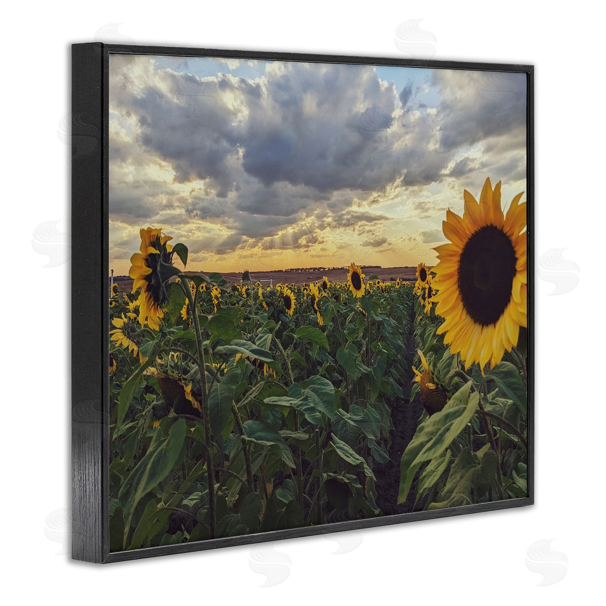 Kali Wilson Sunny Sunflower Patch Field Panoramic Cloudy Sky  Black Framed Giclee Wall Art Print