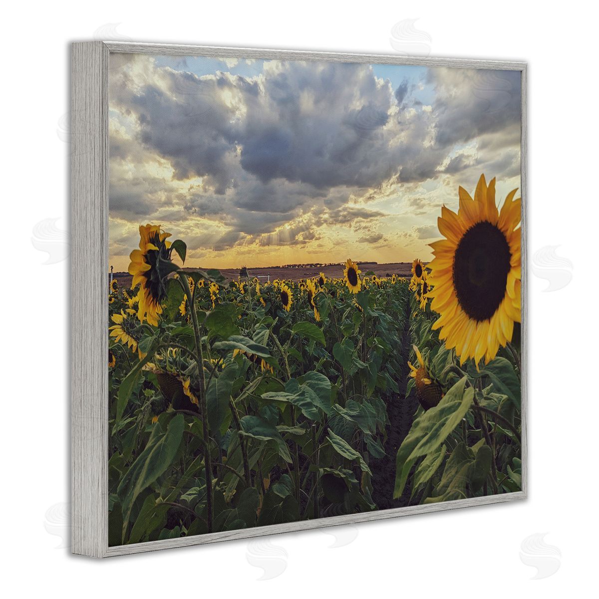 Kali Wilson Sunny Sunflower Patch Field Panoramic Cloudy Sky  Gray Framed Giclee Wall Art Print