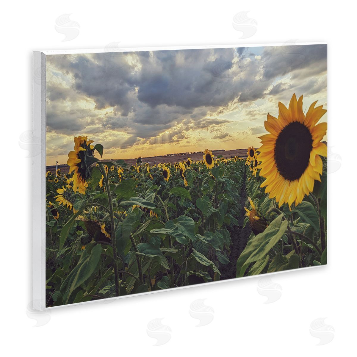 Kali Wilson Sunny Sunflower Patch Field Panoramic Cloudy Sky  Wall Plaque Art Print