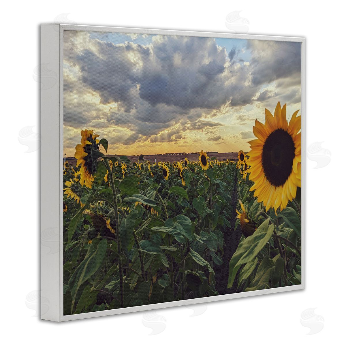 Kali Wilson Sunny Sunflower Patch Field Panoramic Cloudy Sky  White Framed Giclee Wall Art Print