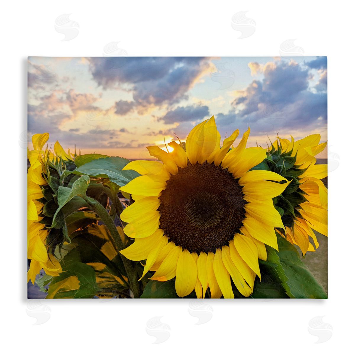 Kali Wilson Bright Yellow Sunflowers Blooming Warm Sunrise Sky  Stretched Canvas Wall Art Print