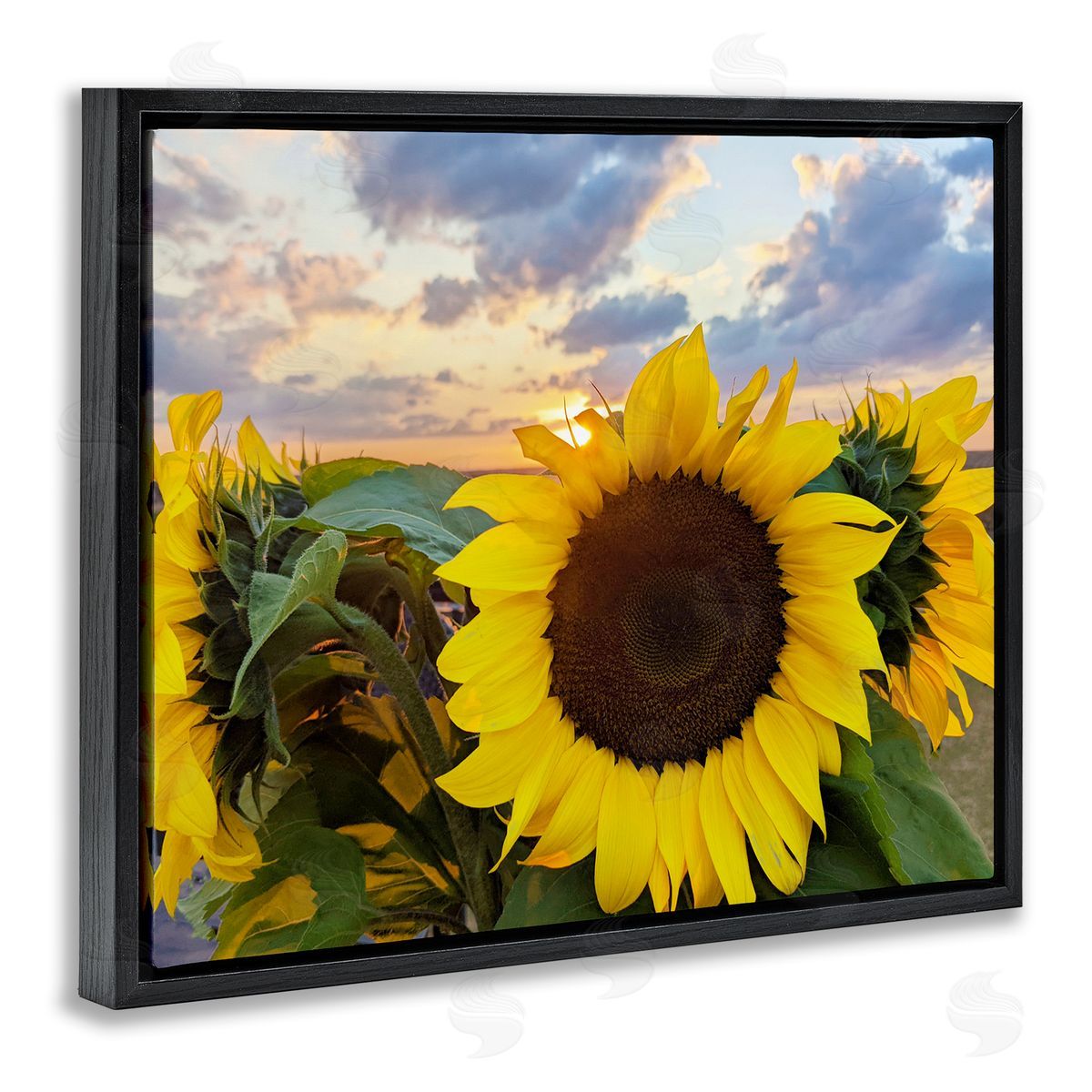 Kali Wilson Bright Yellow Sunflowers Blooming Warm Sunrise Sky  Black Floating Frame Canvas Wall Art Print
