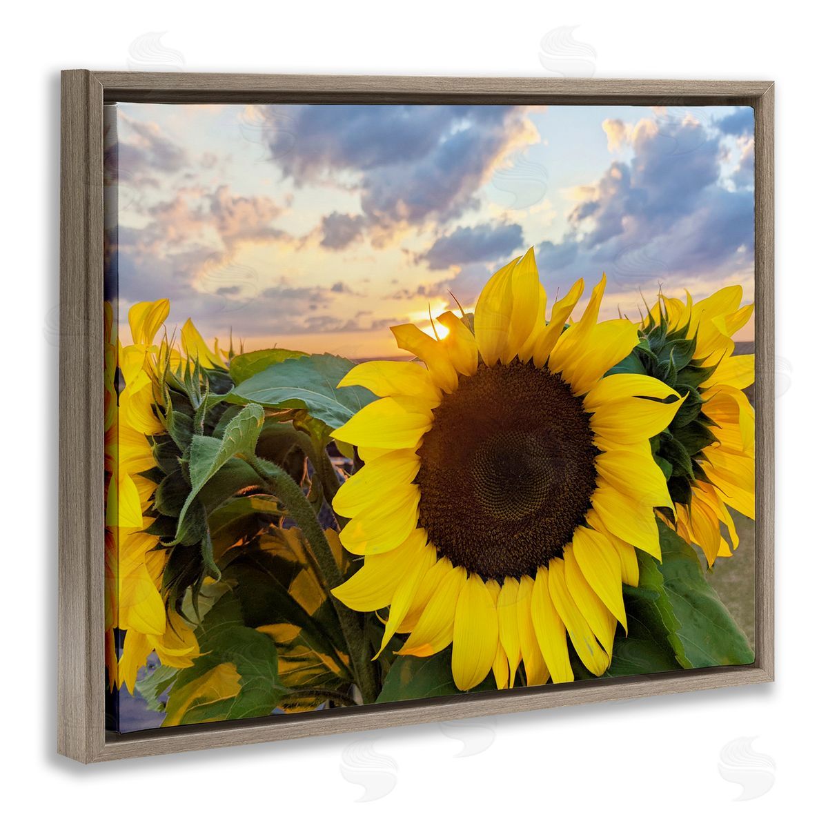 Kali Wilson Bright Yellow Sunflowers Blooming Warm Sunrise Sky  Brown Floating Frame Canvas Wall Art Print