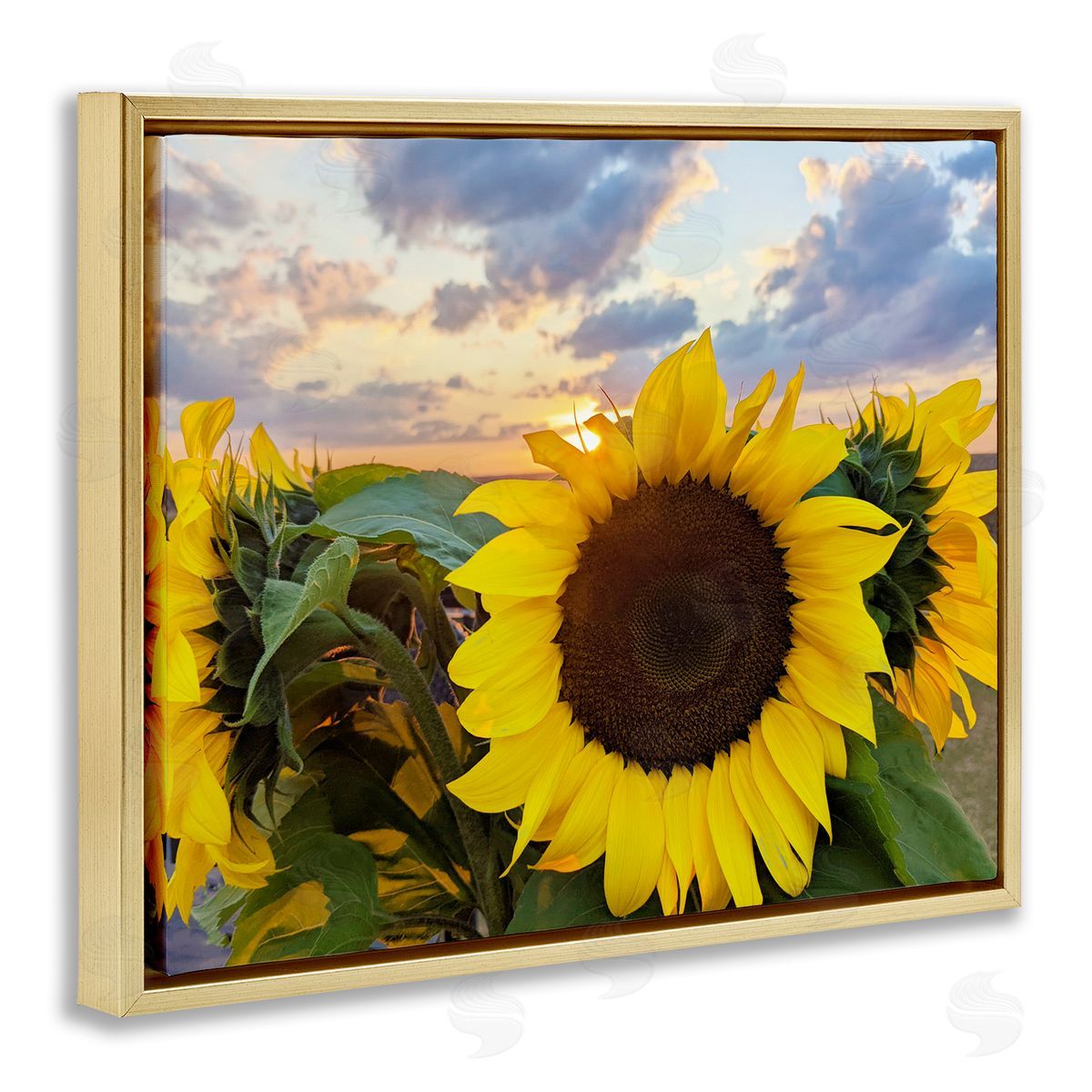 Kali Wilson Bright Yellow Sunflowers Blooming Warm Sunrise Sky  Gold Floating Frame Canvas Wall Art Print