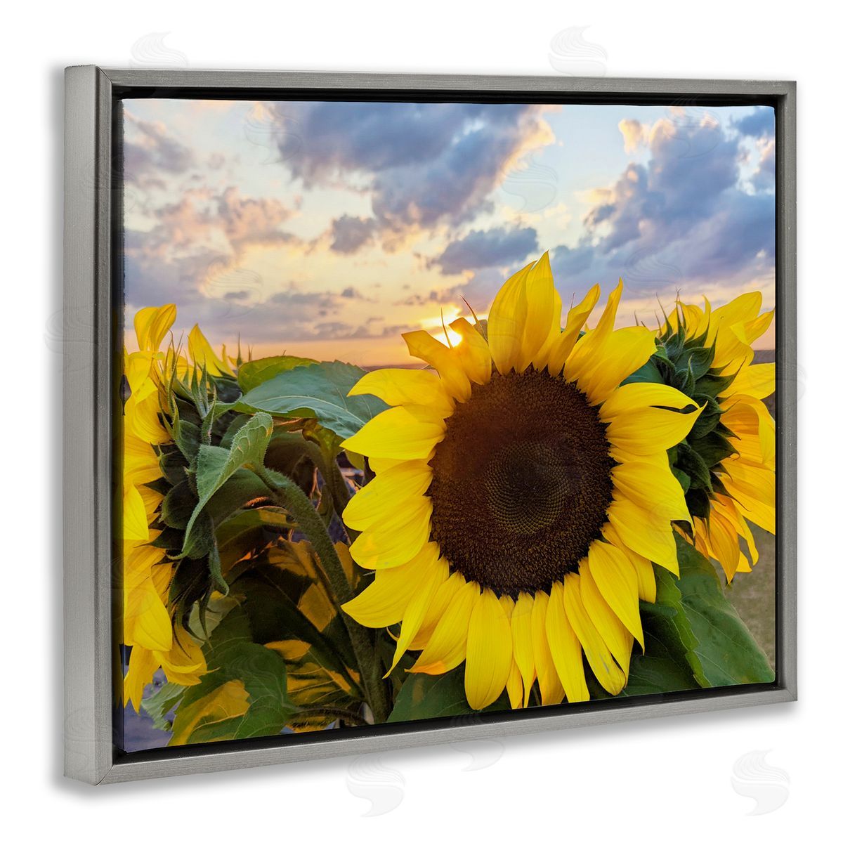 Kali Wilson Bright Yellow Sunflowers Blooming Warm Sunrise Sky  Gray Floating Frame Canvas Wall Art Print