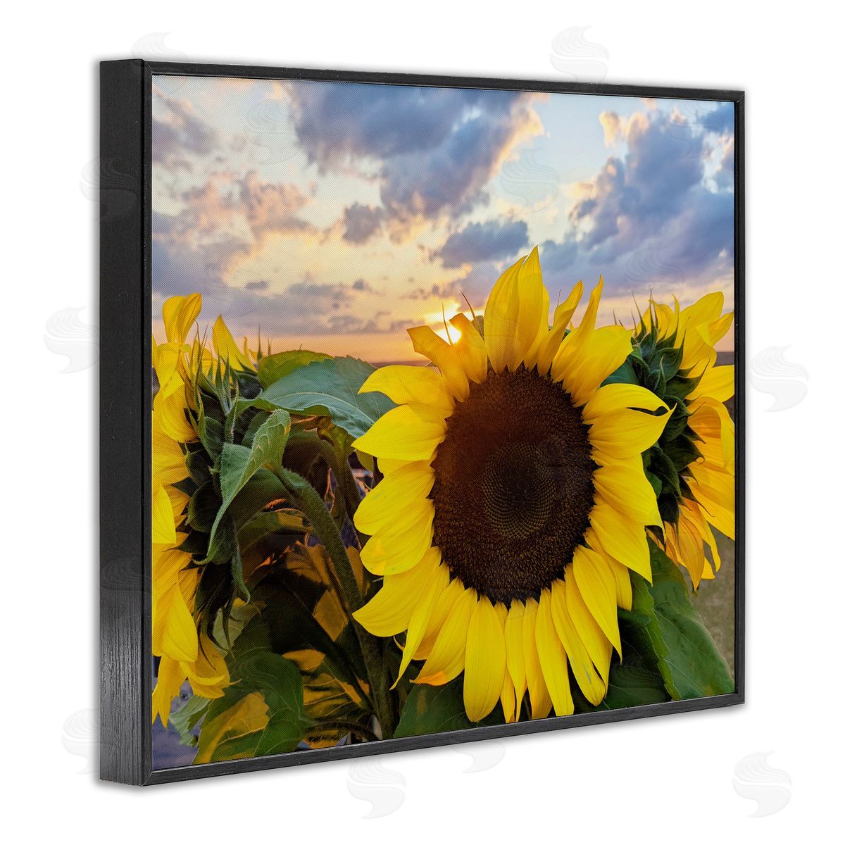 Kali Wilson Bright Yellow Sunflowers Blooming Warm Sunrise Sky  Black Framed Giclee Wall Art Print