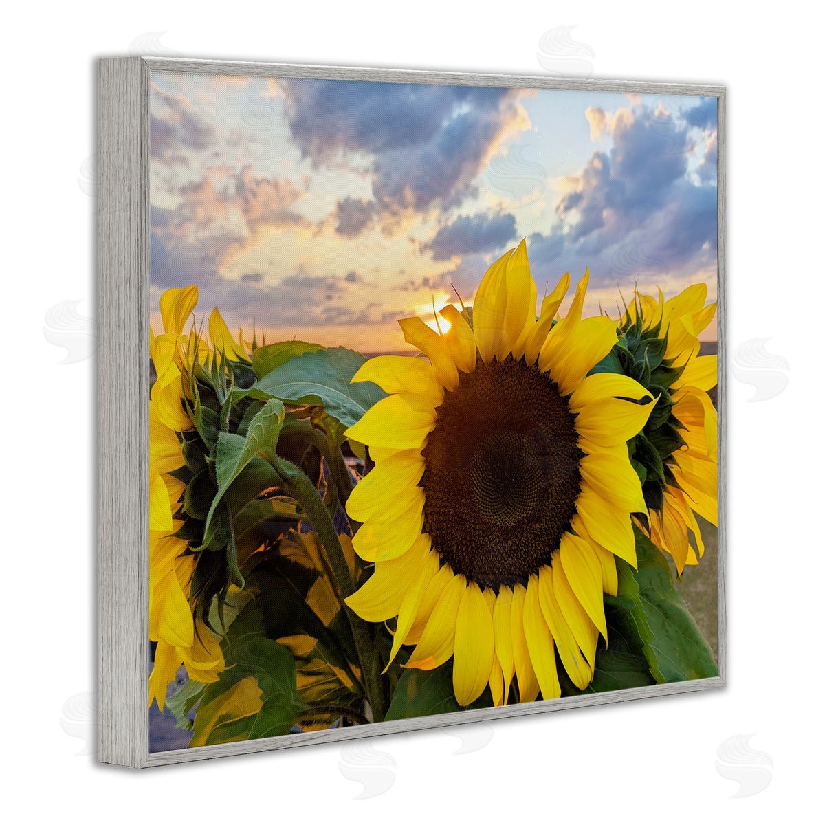 Kali Wilson Bright Yellow Sunflowers Blooming Warm Sunrise Sky  Gray Framed Giclee Wall Art Print