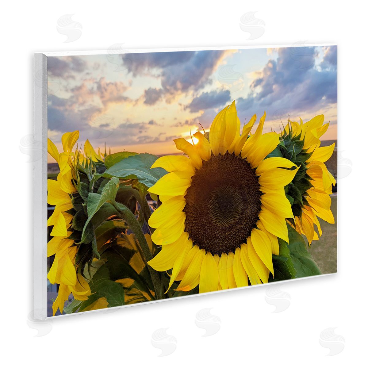 Kali Wilson Bright Yellow Sunflowers Blooming Warm Sunrise Sky  Wall Plaque Art Print
