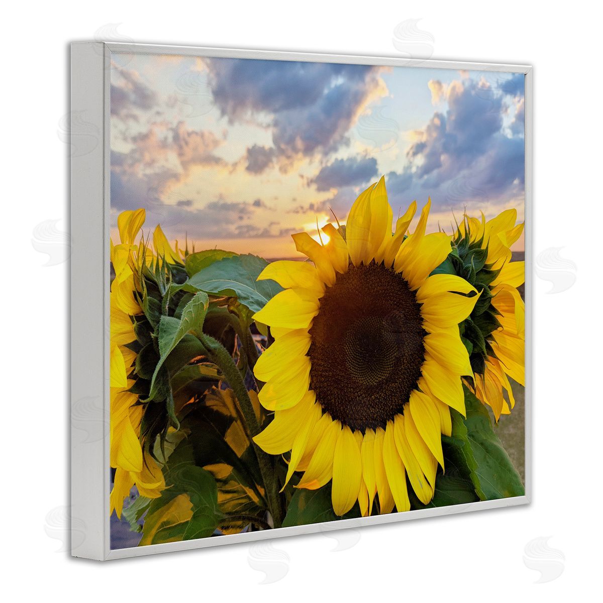 Kali Wilson Bright Yellow Sunflowers Blooming Warm Sunrise Sky  White Framed Giclee Wall Art Print