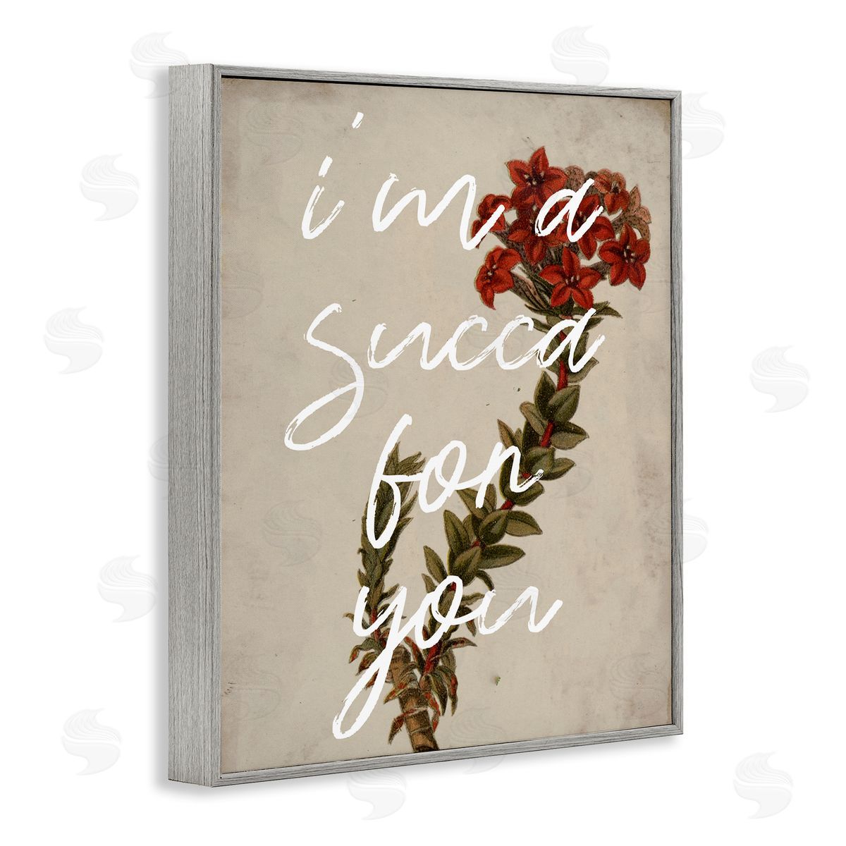Stupell Studio Succa For You Romantic Witty Plant Humor Phrase  Gray Framed Giclee Wall Art Print