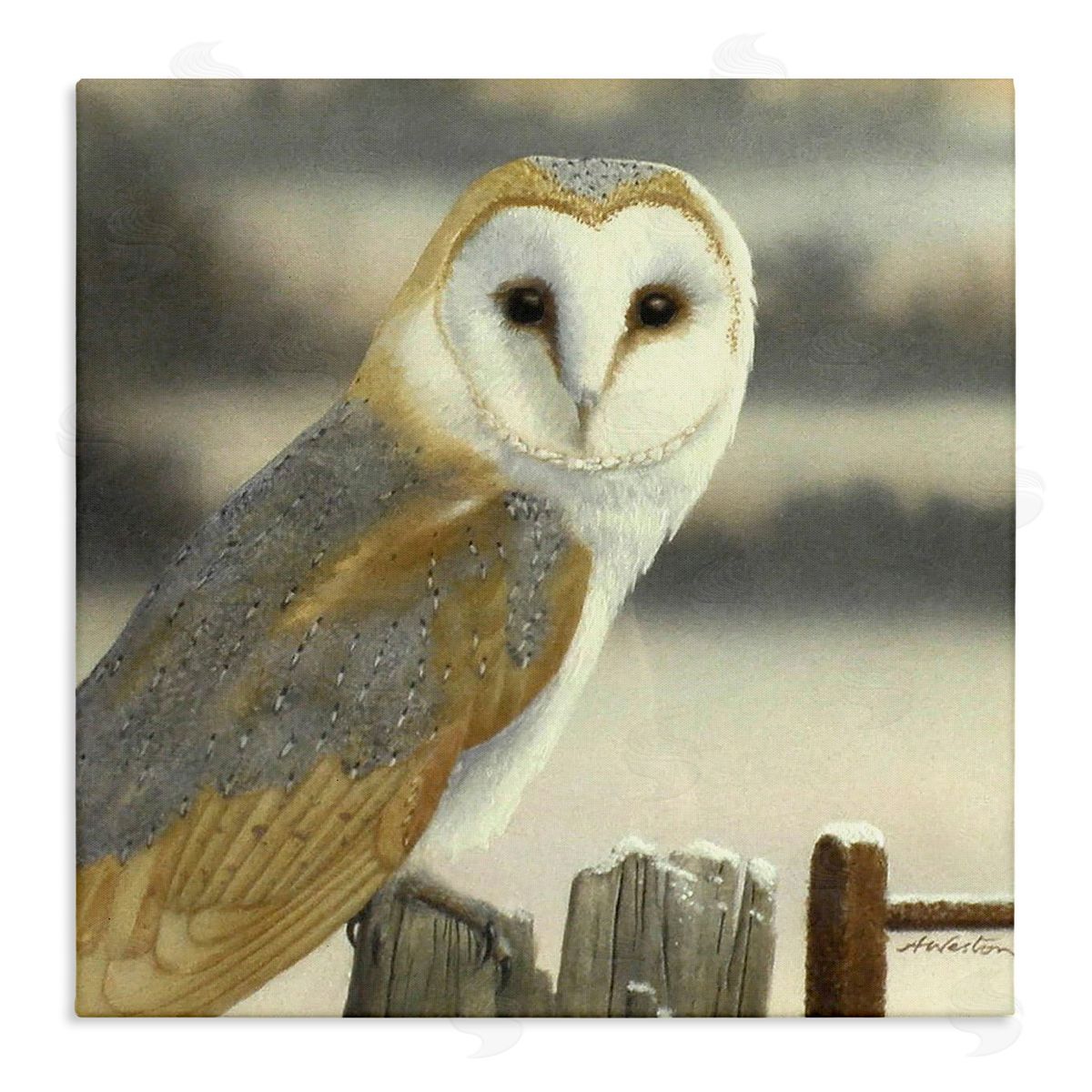 Alan Weston Barn Owl Gazing Perched Niveous Rural Fence  Stretched Canvas Wall Art Print