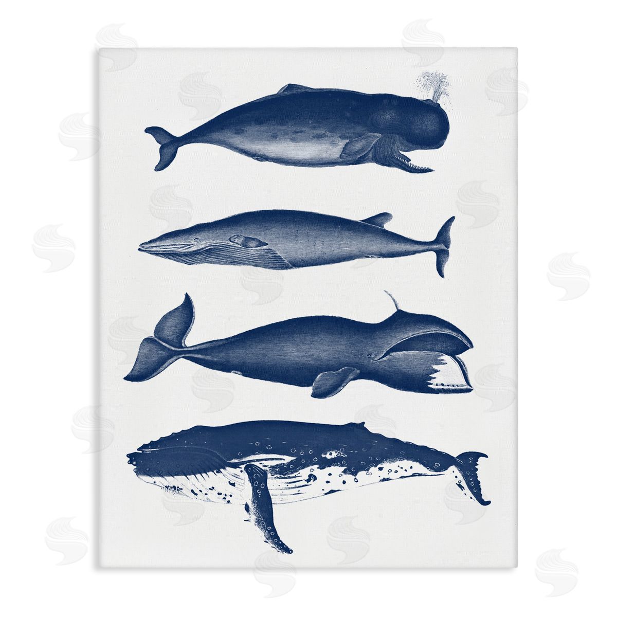 Lettered and Lined Various Whales Types Sea Life Detailed Illustrations Stretched Canvas Wall Art Print