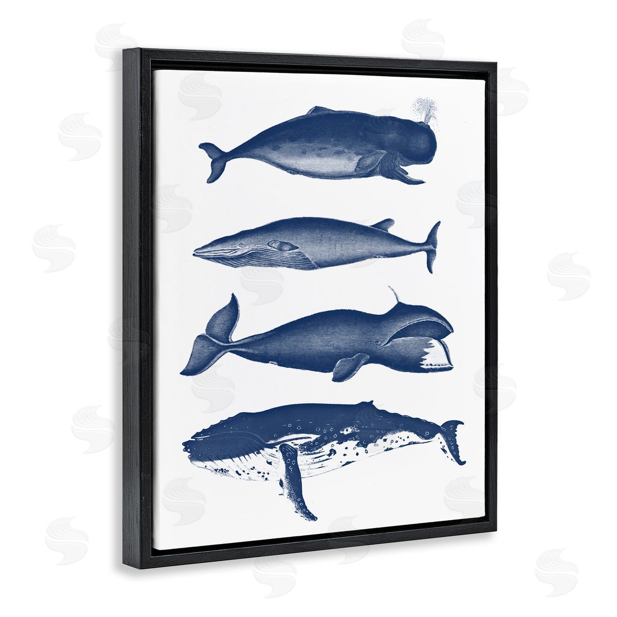 Lettered and Lined Various Whales Types Sea Life Detailed Illustrations Black Floating Frame Canvas Wall Art Print