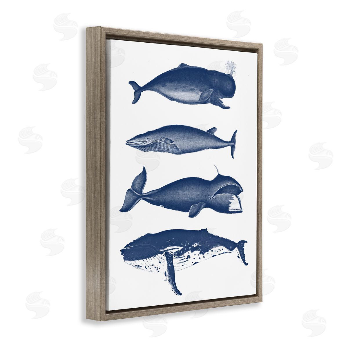 Lettered and Lined Various Whales Types Sea Life Detailed Illustrations Brown Floating Frame Canvas Wall Art Print