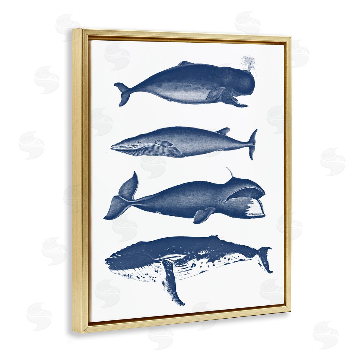 Lettered and Lined Various Whales Types Sea Life Detailed Illustrations Gold Floating Frame Canvas Wall Art Print