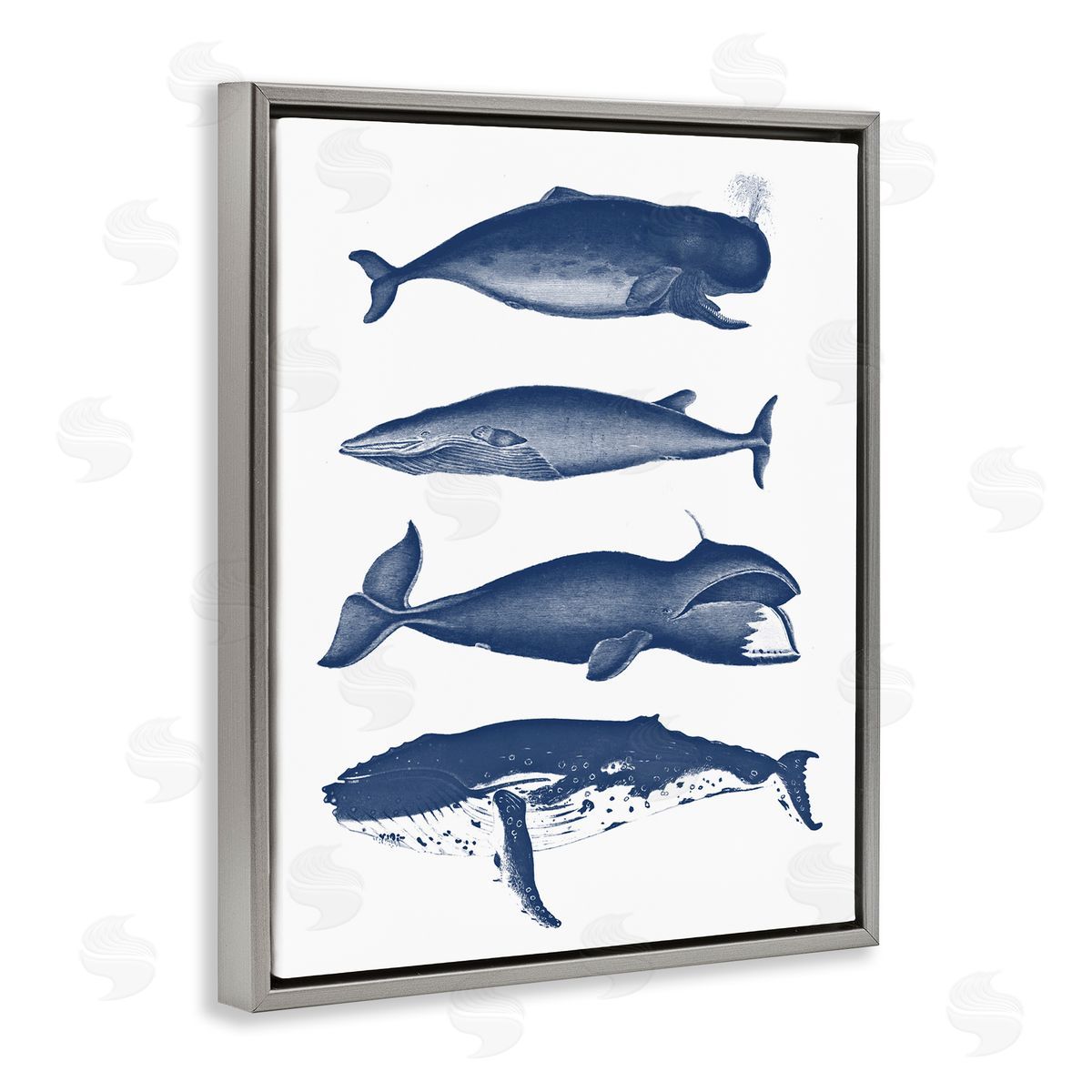 Lettered and Lined Various Whales Types Sea Life Detailed Illustrations Gray Floating Frame Canvas Wall Art Print