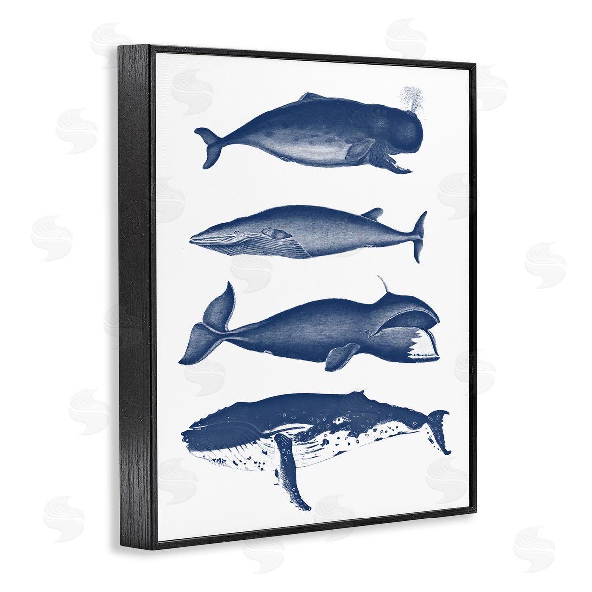 Lettered and Lined Various Whales Types Sea Life Detailed Illustrations Black Framed Giclee Wall Art Print