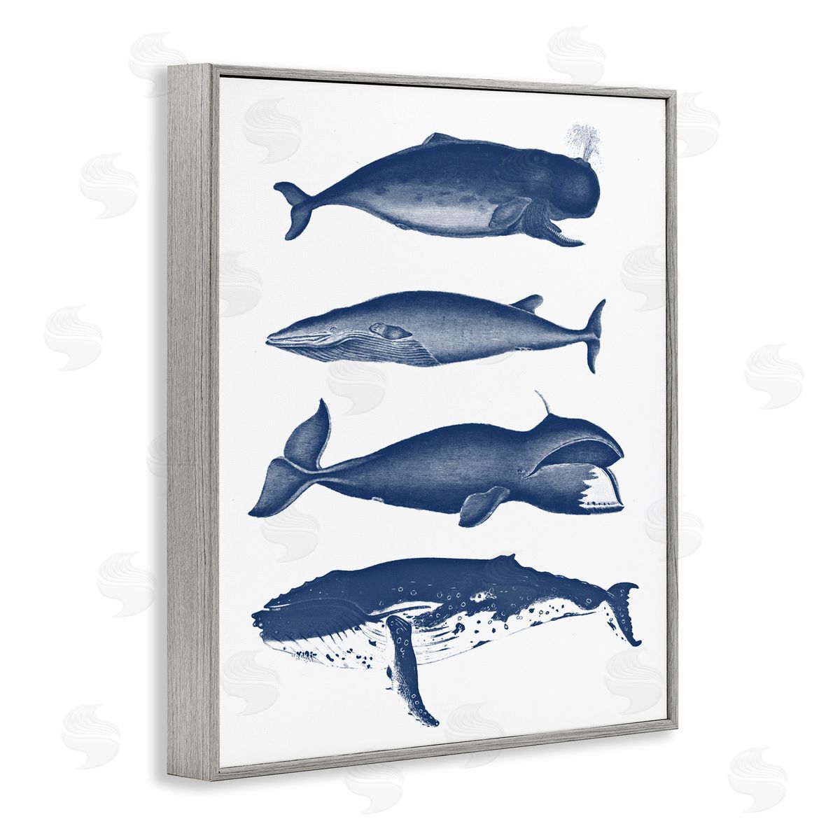 Lettered and Lined Various Whales Types Sea Life Detailed Illustrations Gray Framed Giclee Wall Art Print