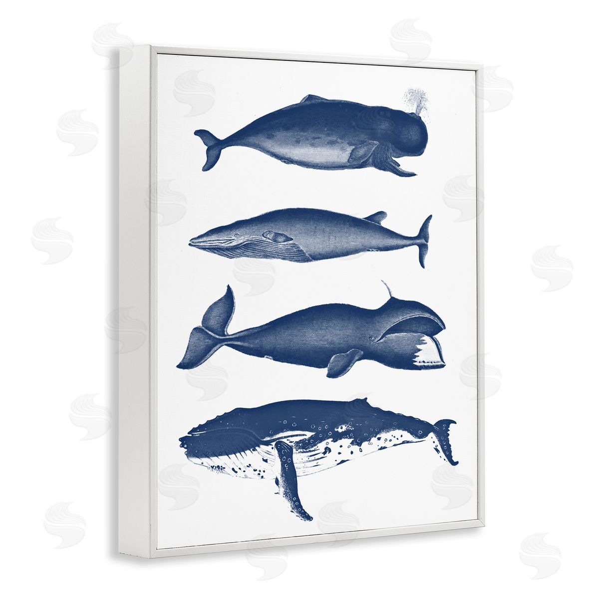 Lettered and Lined Various Whales Types Sea Life Detailed Illustrations White Framed Giclee Wall Art Print