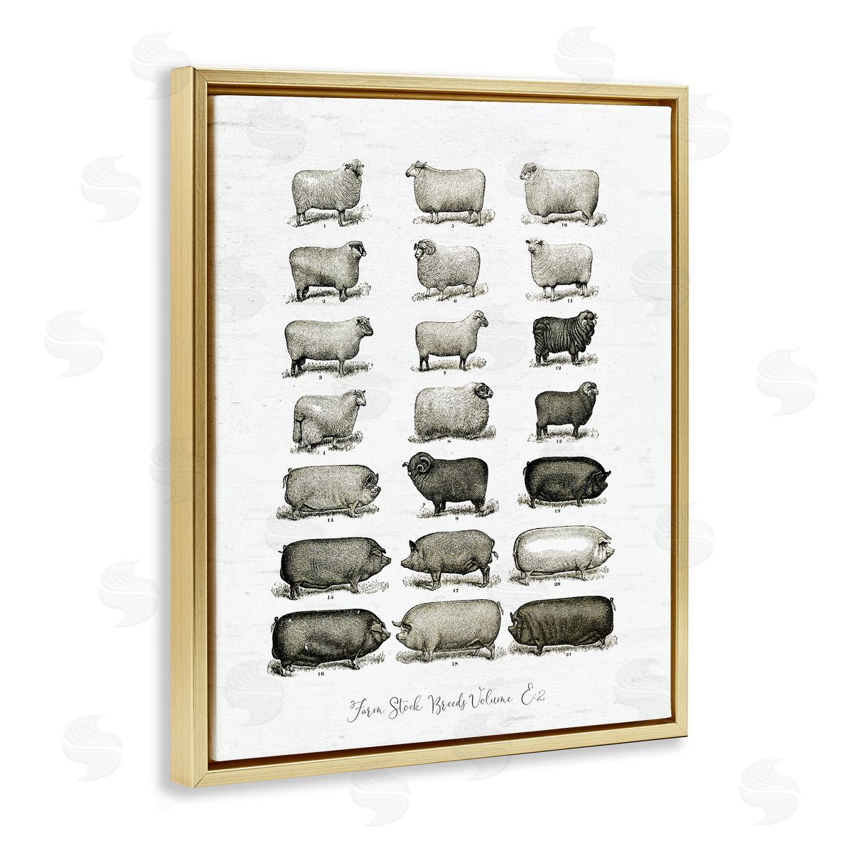 Lettered and Lined Farm Animal Breeds Pigs Sheep Diagram Chart Gold Floating Frame Canvas Wall Art Print