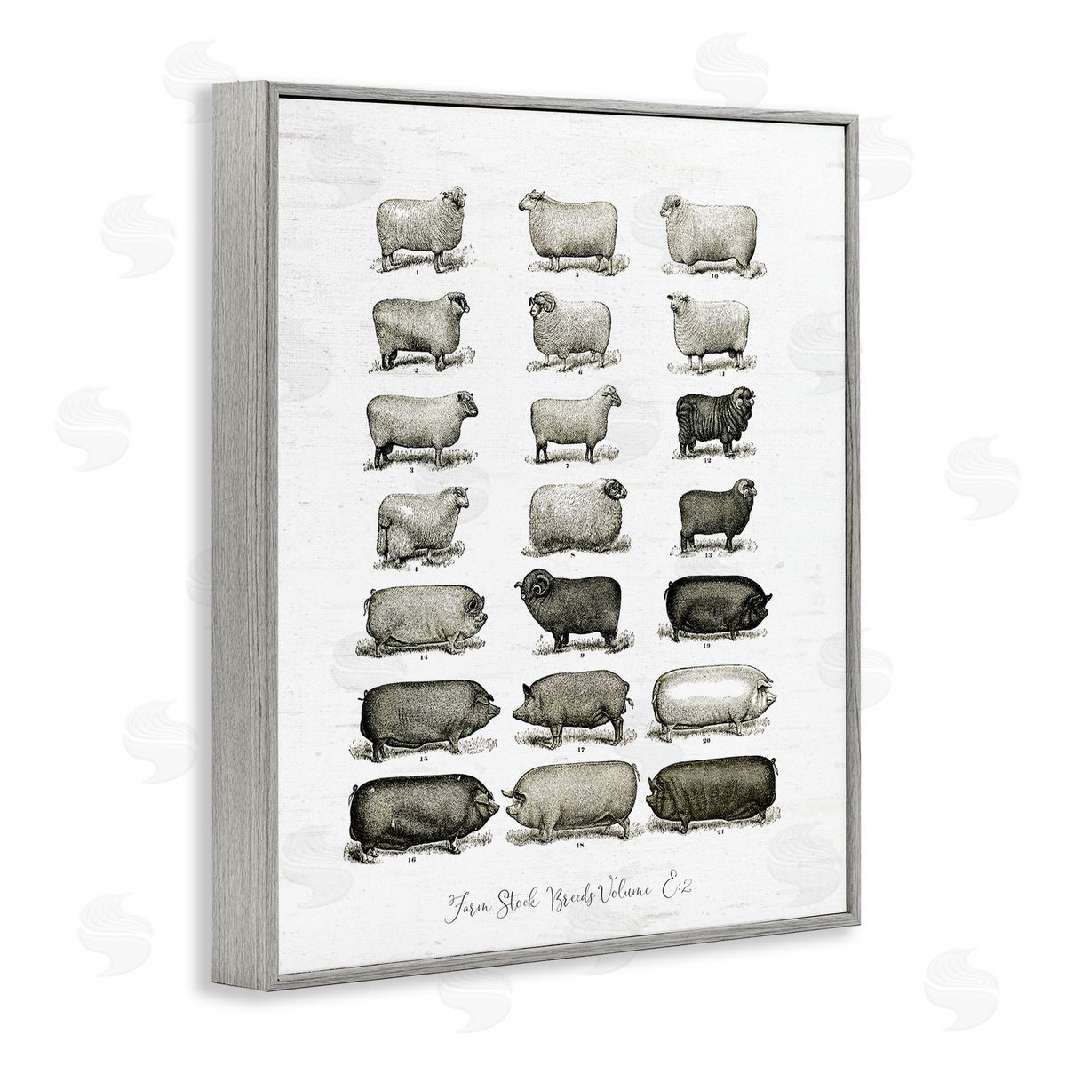 Lettered and Lined Farm Animal Breeds Pigs Sheep Diagram Chart Gray Framed Giclee Wall Art Print