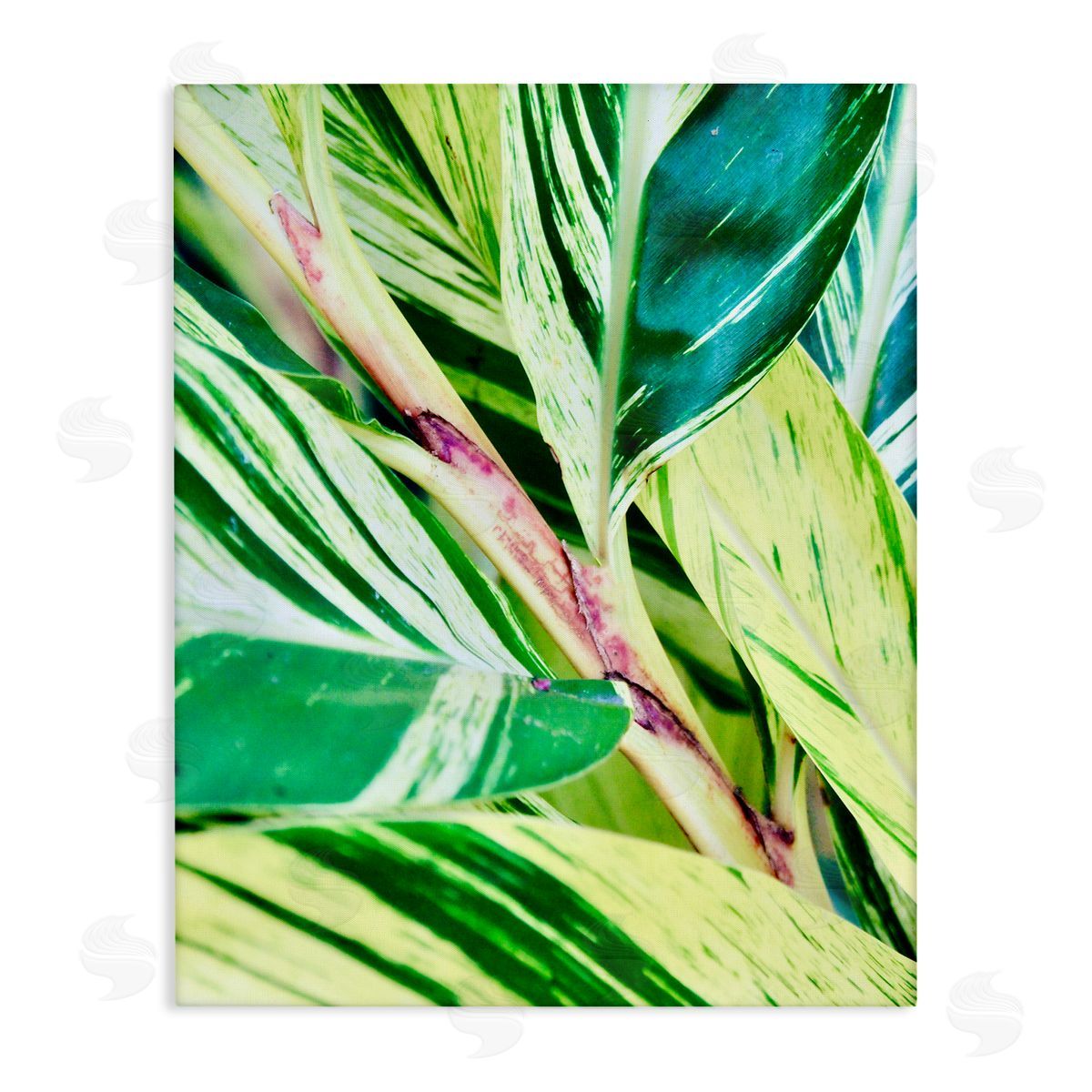 Gail Peck Tropical House Plant Leaves Close Up Photography  Stretched Canvas Wall Art Print