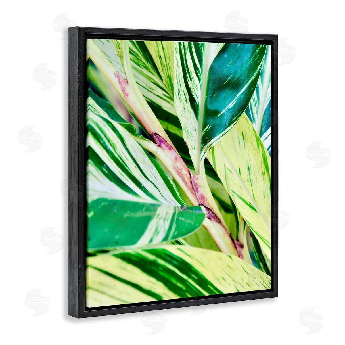 Gail Peck Tropical House Plant Leaves Close Up Photography  Black Floating Frame Canvas Wall Art Print