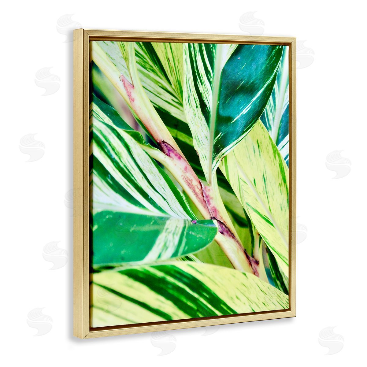 Gail Peck Tropical House Plant Leaves Close Up Photography  Gold Floating Frame Canvas Wall Art Print