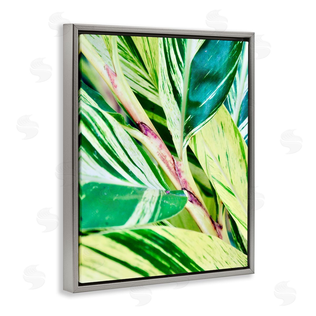 Gail Peck Tropical House Plant Leaves Close Up Photography  Gray Floating Frame Canvas Wall Art Print