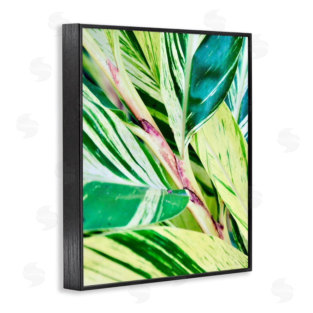 Gail Peck Tropical House Plant Leaves Close Up Photography  Black Framed Giclee Wall Art Print